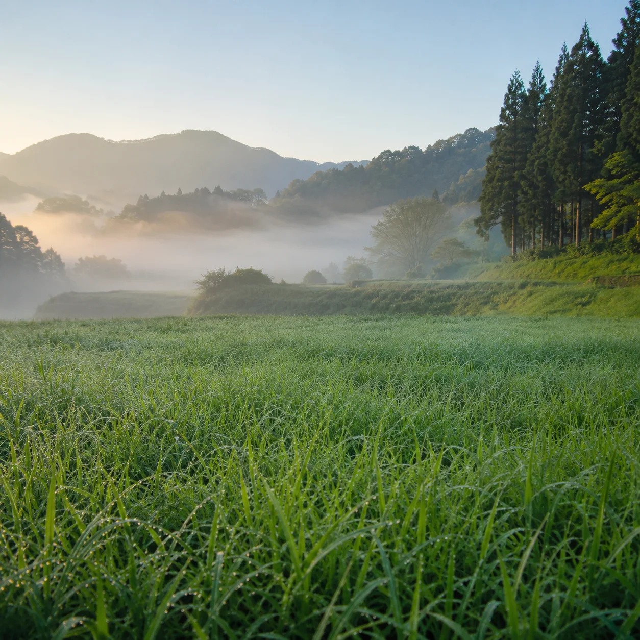 夜明けの里山。露にぬれた緑の草が一面に広がり、奥の谷に朝もやがかかっている