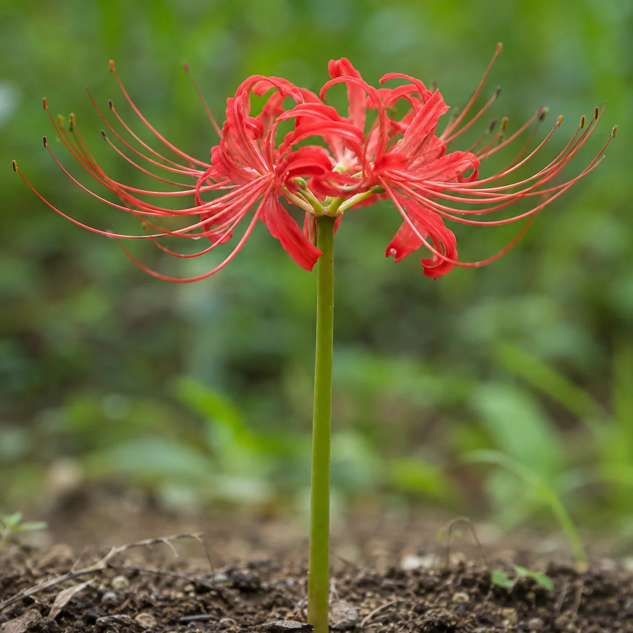 彼岸花の花のクローズアップ。細い花びらが放射状に反り返り、長いおしべが伸びている。茎の根元は土がむき出しで葉が一枚もない