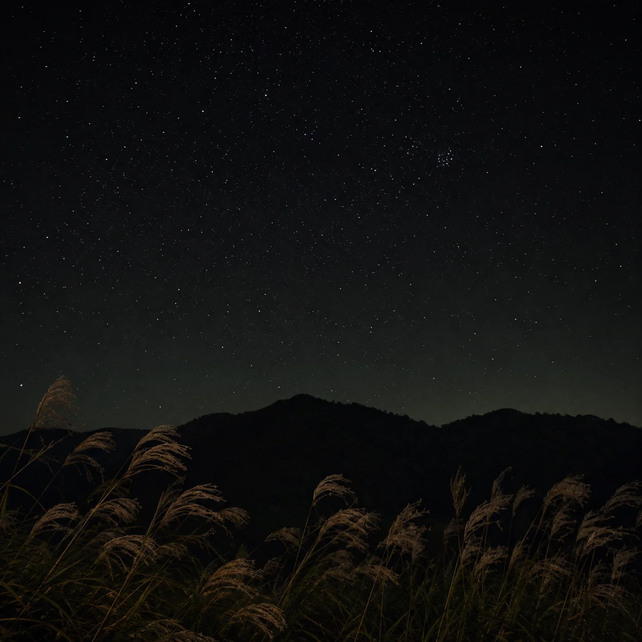 月のない秋の夜空 ススキの穂ごしに見える星空と暗い山並み