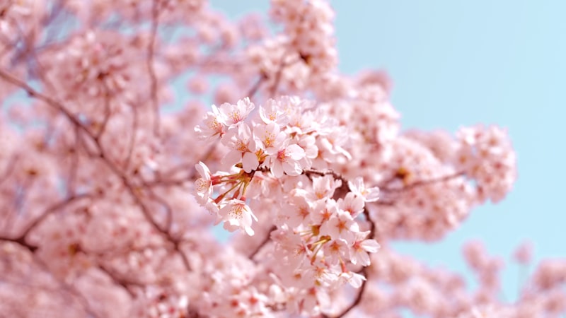 玄関に飾る花